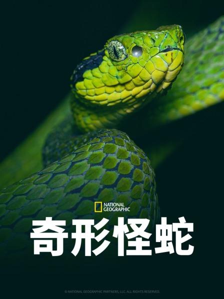 深夜福利社《奇形怪蛇》免费在线观看